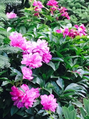 赤峰錦山李子采摘園電話是多少-第1張圖片