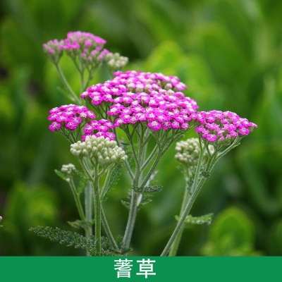 赤峰天卉花卉市場電話號碼-第1張圖片