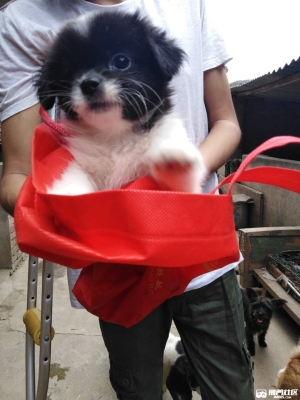 赤峰貓狗救助站電話號碼-第1張圖片