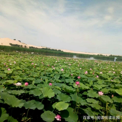赤峰烏丹荷花住宿電話號碼-第1張圖片