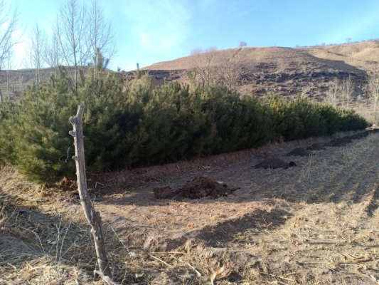 赤峰橋北松樹園社區(qū)電話號碼-第1張圖片