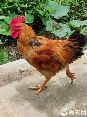 赤峰批發(fā)大公雞電話地址查詢-第1張圖片