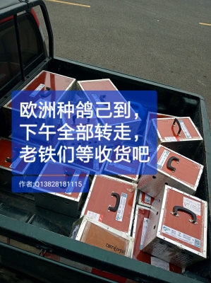 赤峰機(jī)場(chǎng)空運(yùn)寵物電話是多少號(hào)-第1張圖片