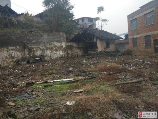 赤峰櫻桃樹出售信息電話號碼-第1張圖片