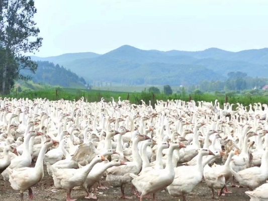 赤峰養(yǎng)殖大鵝廠家電話多少-第1張圖片