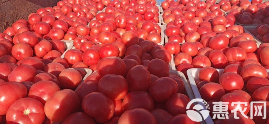 赤峰番茄基地電話號碼多少-第1張圖片