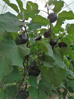 赤峰圓茄苗訂購電話號碼-第1張圖片