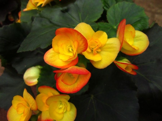 赤峰新花草市場(chǎng)地址電話號(hào)碼-第1張圖片