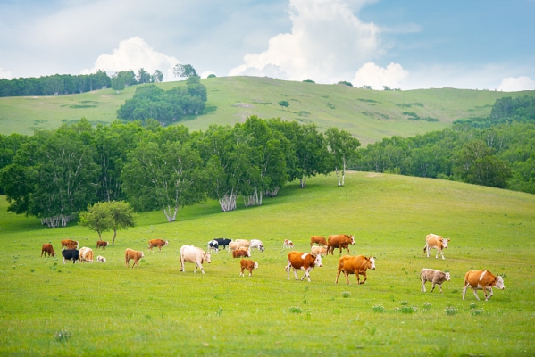 赤峰澳亞第七牧場(chǎng)電話號(hào)碼-第1張圖片