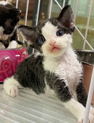 赤峰本地貓舍電話(huà)號(hào)碼查詢(xún)-第1張圖片