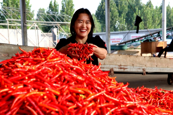 辣椒收購廠家電話-第1張圖片