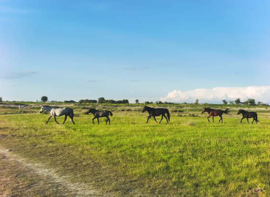 赤峰到天津大巴車電話號碼-第1張圖片