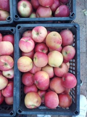 赤峰街邊賣蘋果電話號(hào)碼是多少-第1張圖片