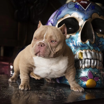 赤峰出售惡霸犬的地方電話(huà)是多少-第1張圖片