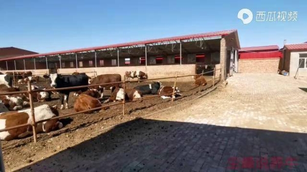 赤峰三萬(wàn)頭養(yǎng)牛場(chǎng)電話(huà)號(hào)碼-第1張圖片