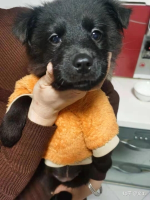 赤峰狗狗收養(yǎng)中心電話號(hào)碼是多少-第1張圖片