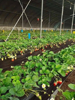 赤峰市摘草莓地點電話號碼-第1張圖片