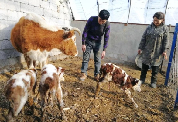 赤峰附近養(yǎng)牛戶電話多少號(hào)-第1張圖片