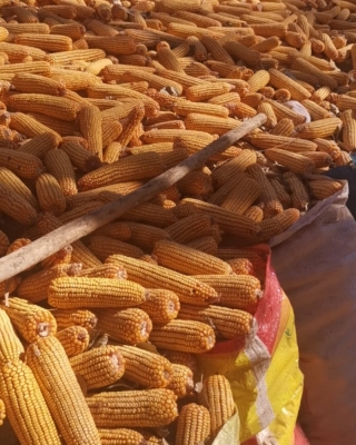 赤峰阿旗烤鵝店電話號碼-第1張圖片