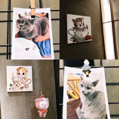 赤峰萬(wàn)達(dá)貓館電話號(hào)碼-第1張圖片