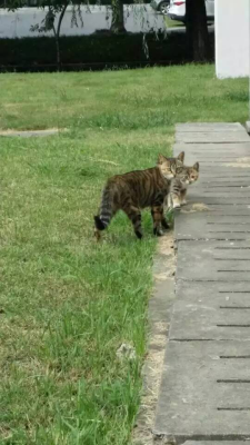 赤峰市流浪貓領(lǐng)養(yǎng)電話號碼-第1張圖片