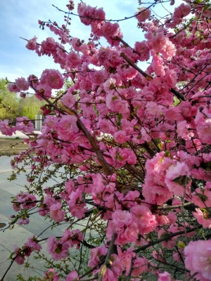 內(nèi)蒙古赤峰旭日社區(qū)電話號(hào)碼-第1張圖片