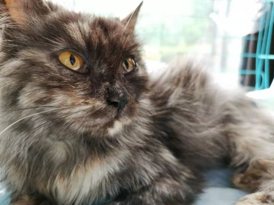 赤峰領(lǐng)養(yǎng)貓狗電話號碼查詢-第1張圖片