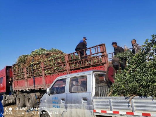 赤峰黃楊種植基地電話號碼-第1張圖片