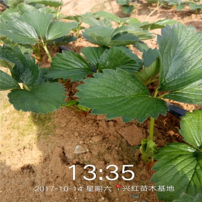 赤峰雨潤草莓種植基地電話號碼-第1張圖片