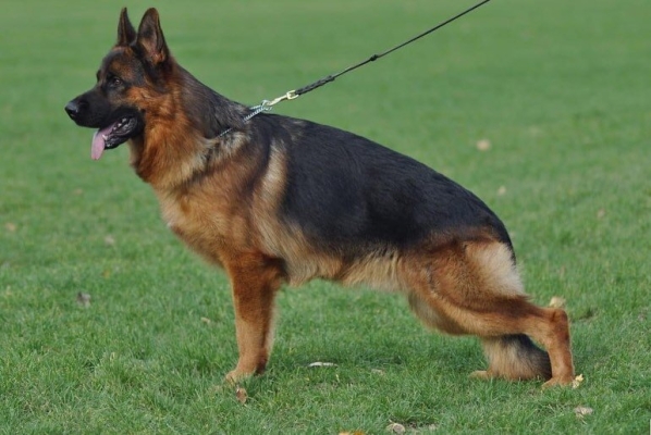 赤峰寧城德牧幼犬出售電話號(hào)碼-第1張圖片