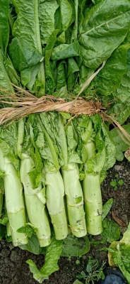 赤峰蔬菜批發(fā)代辦電話號碼是多少-第1張圖片