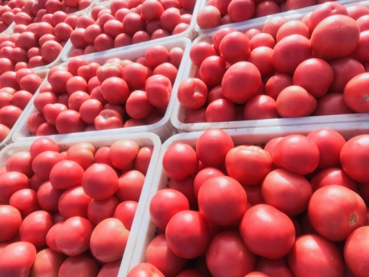 赤峰苯板加工廠電話號碼-第1張圖片