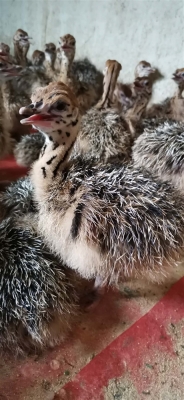 赤峰賣奶山羊電話地址查詢號碼-第1張圖片