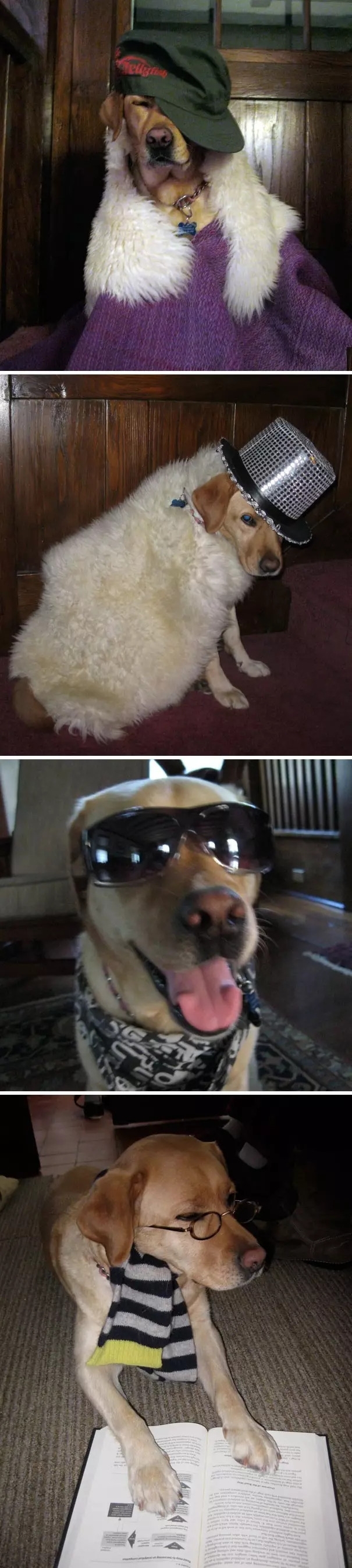 赤峰喵汪寵物港地址電話號碼-第1張圖片