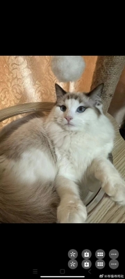 赤峰尋貓團隊電話是多少號-第1張圖片