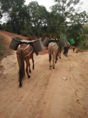 赤峰騾馬運(yùn)輸電話(huà)號(hào)碼查詢(xún)-第1張圖片
