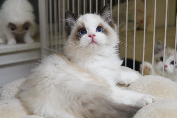 赤峰布偶貓貓舍電話號碼查詢-第1張圖片