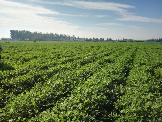 赤峰市花生基地電話號碼-第1張圖片