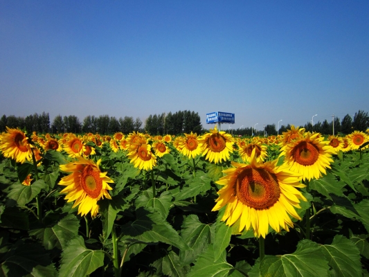 赤峰紅山區(qū)天順駕校電話號碼-第1張圖片