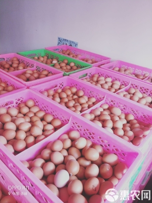 赤峰雞蛋批發(fā)電話-第1張圖片