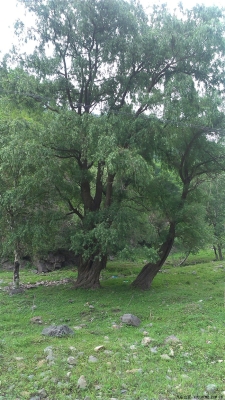 赤峰松樹收購電話地址是多少號-第1張圖片