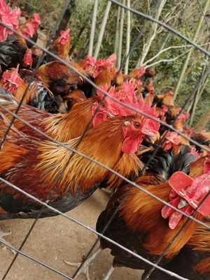 赤峰家禽收購電話地址是多少號-第1張圖片