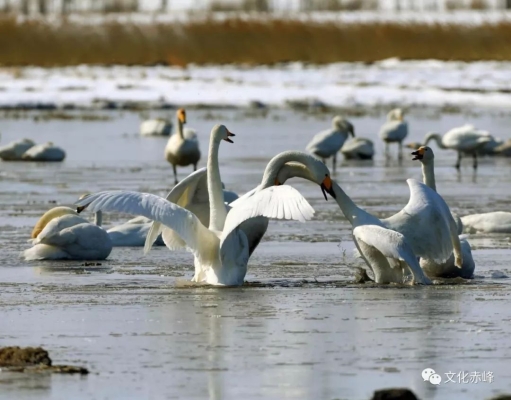 赤峰大娘打電話誰錄的視頻-第1張圖片