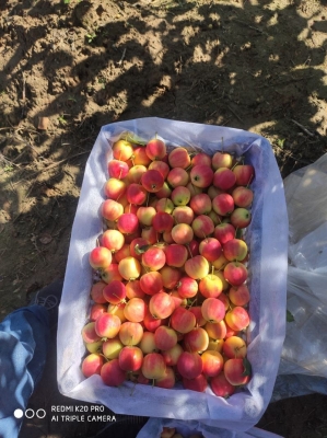 赤峰附近沙果采摘基地電話號碼-第1張圖片