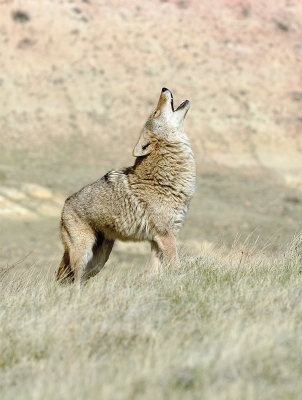 赤峰狼族救援隊(duì)電話號(hào)碼-第1張圖片