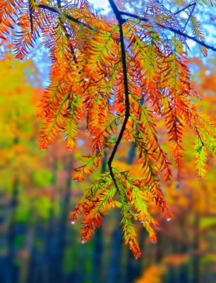 赤峰紅杉優(yōu)品電話號碼查詢-第1張圖片