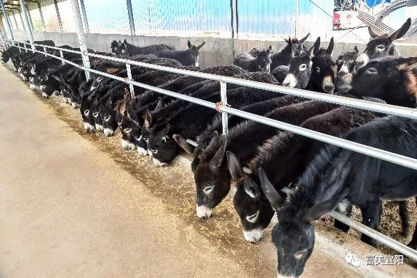 赤峰養(yǎng)驢基地電話-第1張圖片