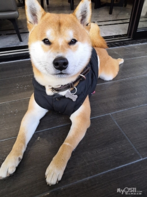 赤峰寵物柴犬配種群電話號碼-第1張圖片