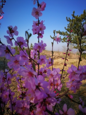 赤峰紅山區(qū)大牧場電話號碼-第1張圖片