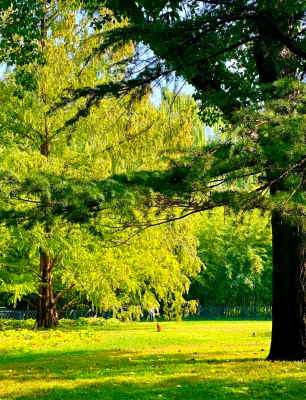 赤峰紫豬林飯店地址電話號(hào)碼-第1張圖片
